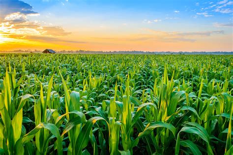 where to buy field corn.